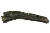 Ornithopod (Valdosaurus) Partial Rib Bone - Isle of Wight #92580-2